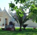 Masseria Cappuccini g�rd i Puglia, ostuni